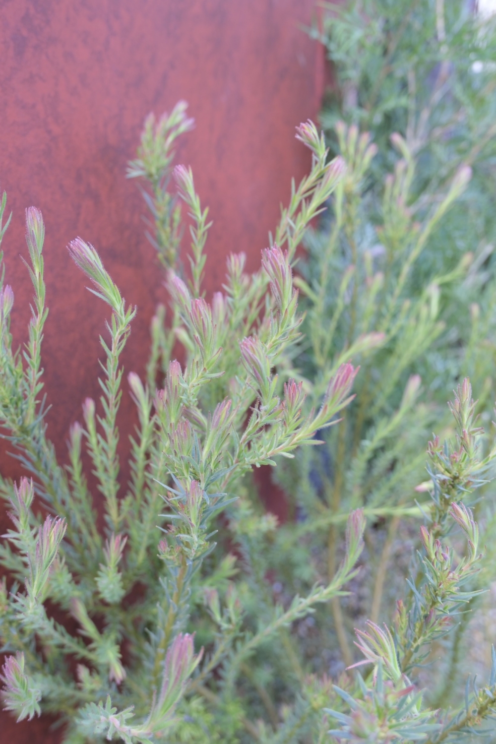 尼崎　オフィス緑化　リューカデンドロン